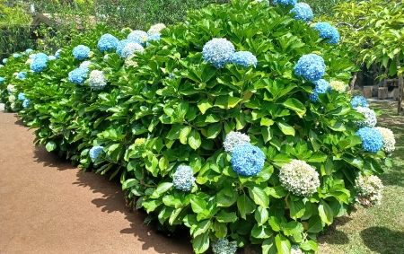 A bush with blue flowers and green leaves.