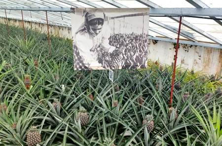 A sign in the middle of an indoor pineapple field.